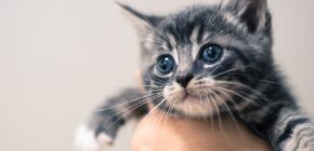 A Feline’s Influence: How Cats Affect Our Moods And Well-Being