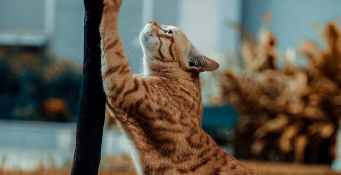 The Science Of Scratching: Why Cats Scratch And How To Redirect The Behavior