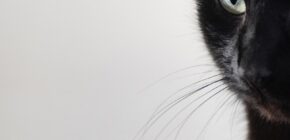 The Feline Whisker Code: Decoding Your Cat’s Mysterious Signals