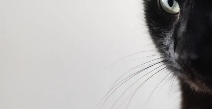 The Feline Whisker Code: Decoding Your Cat’s Mysterious Signals