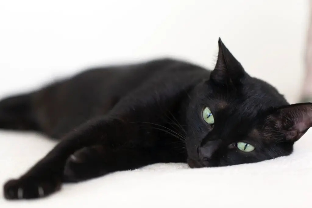 The Bond That Binds: How Cats Choose Their Favorite Human - My Mini Panther