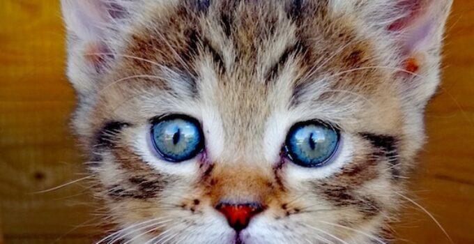 The Feline Five Senses: Exploring The Incredible Sensory World Of Cats