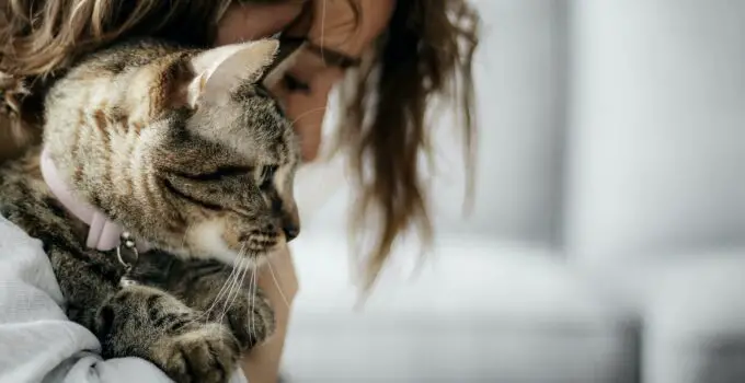 The Feline Connection: How Cats Strengthen The Bonds Between Humans