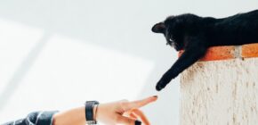 Cat-Astrophic Misconceptions: Debunking Common Myths About Feline Behavior