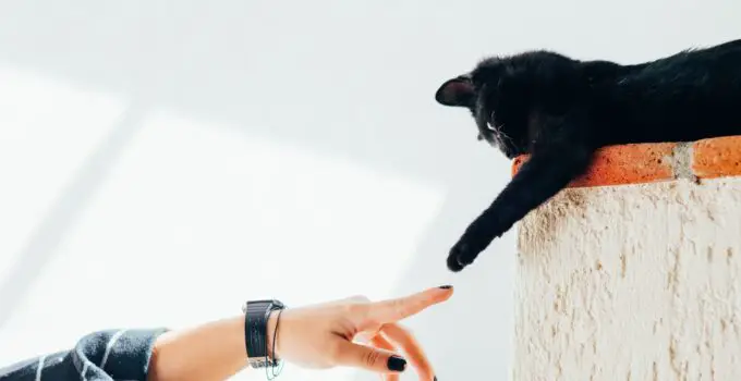 Cat-Astrophic Misconceptions: Debunking Common Myths About Feline Behavior