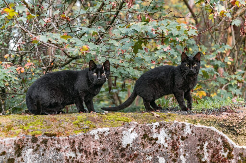 black cat on brown rock
