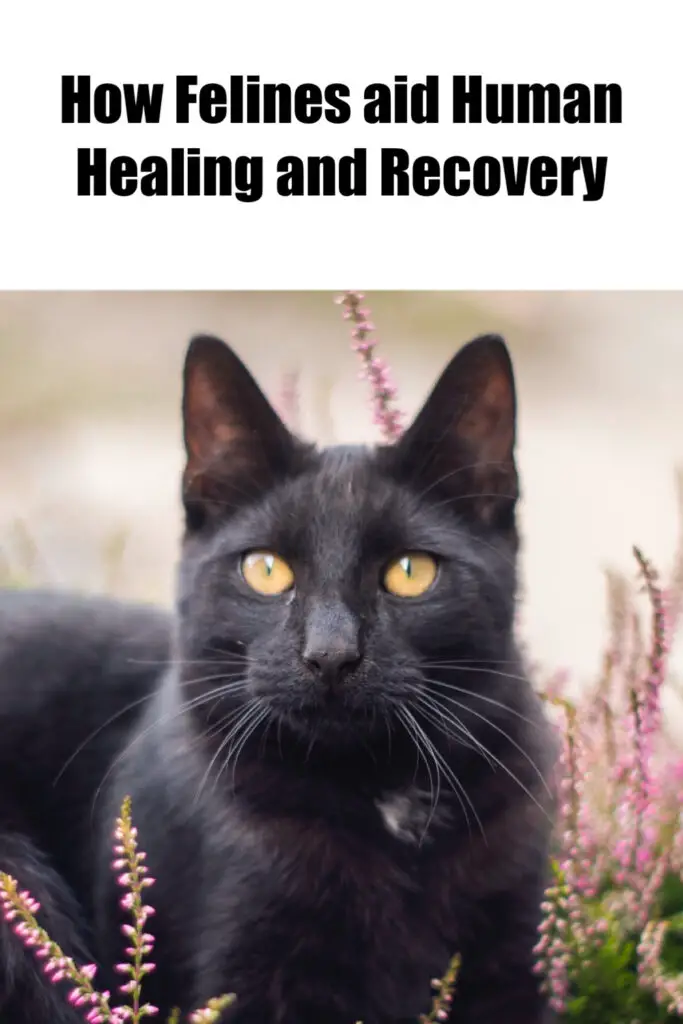 Cat Comfort: How Felines Aid Human Healing And Recovery - My Mini Panther