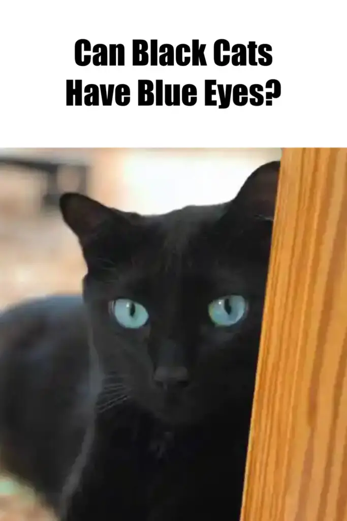 Is This Genuine? Can Black Cats Have Blue Eyes? - My Mini Panther