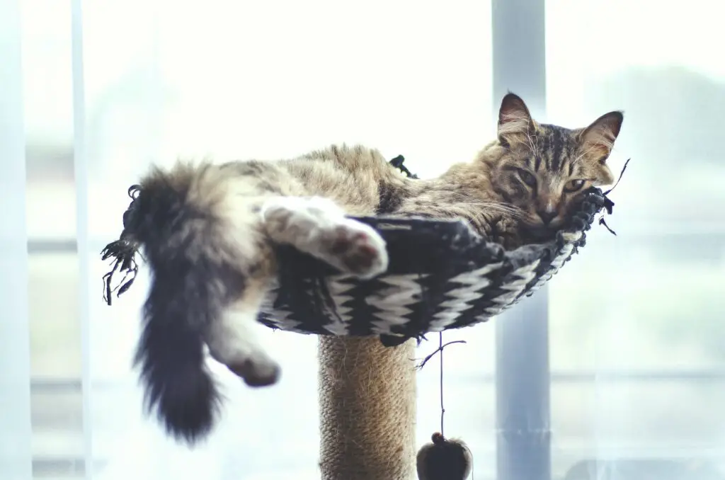 Brown Tabby Cat Lying on a Cat Tree