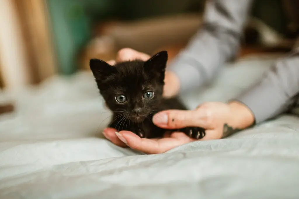 Black Kitten held by a Person