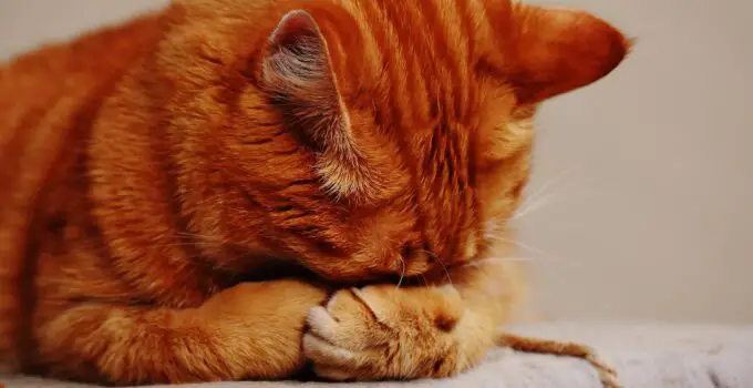 Find out why cats cover their faces when sleeping…