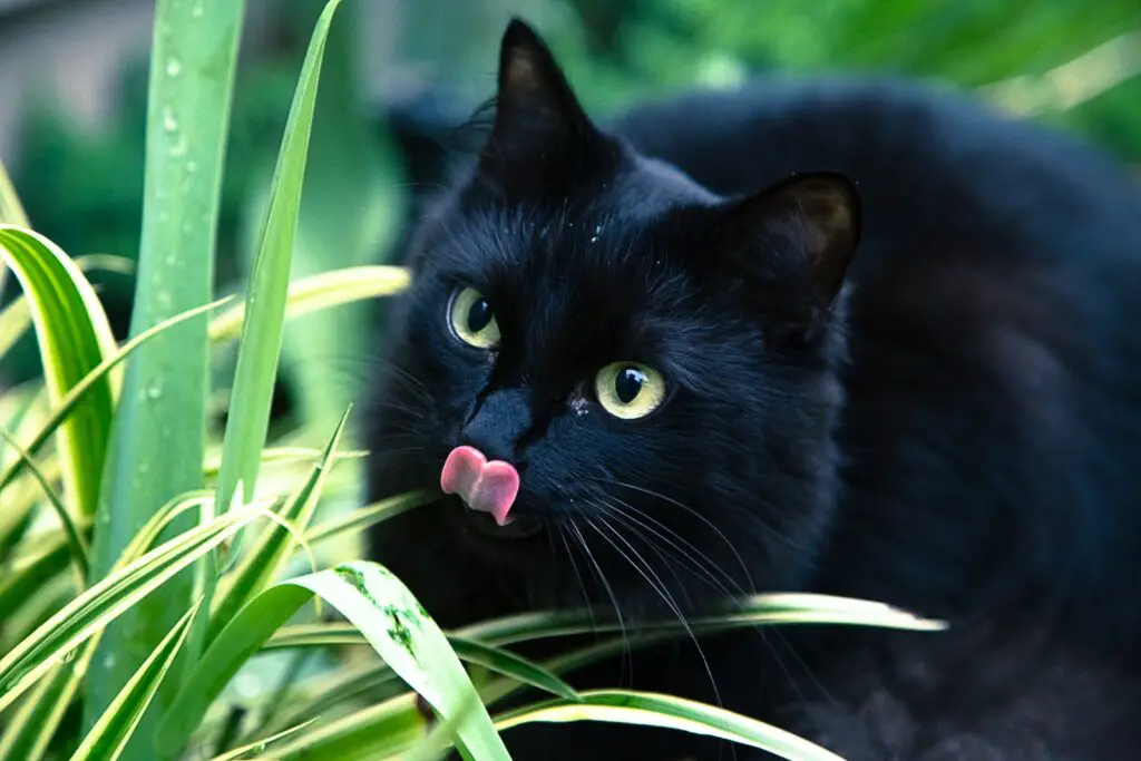black cat sticking its tongue out